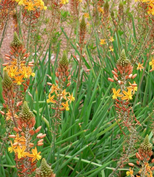 Bulbine frutescens 'Medicus'